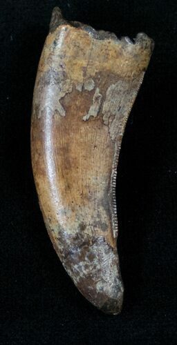 Nanotyrannus Tooth - Montana #13928